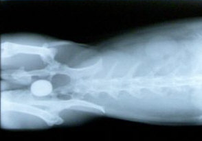 Röntgenfoto blaassteen konijn