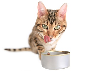 badge Wissen Fractie Voeding voor een zieke/herstellende kat | Dierenkliniek Hoogveld