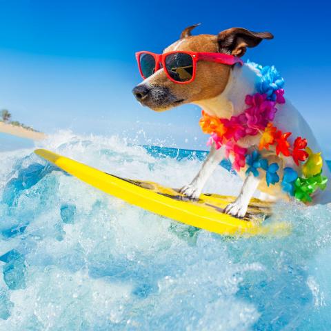 vakantie hond zee